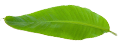 Banana Leaf